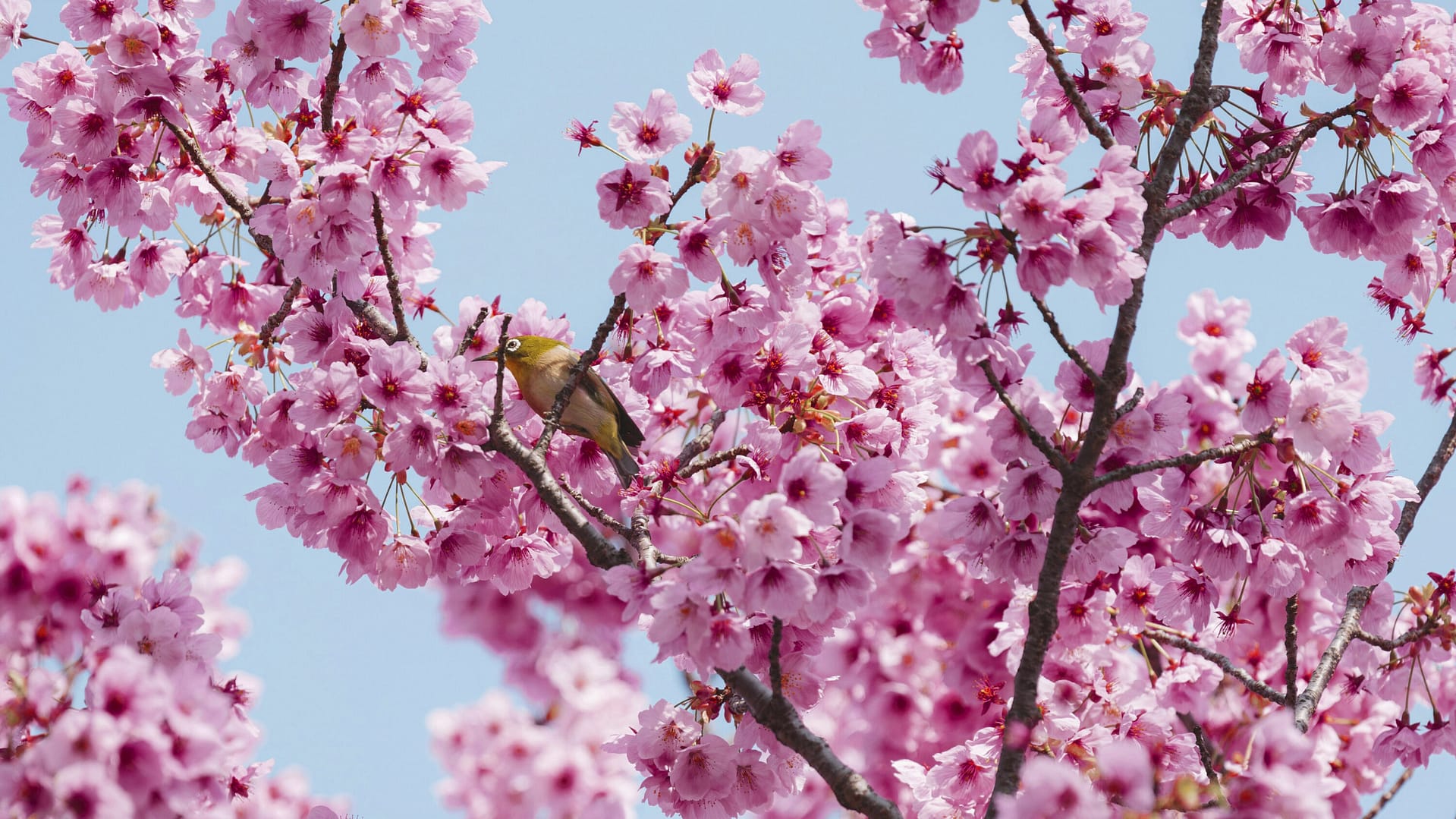Pink cherry blossoms on a branch against a blue sky