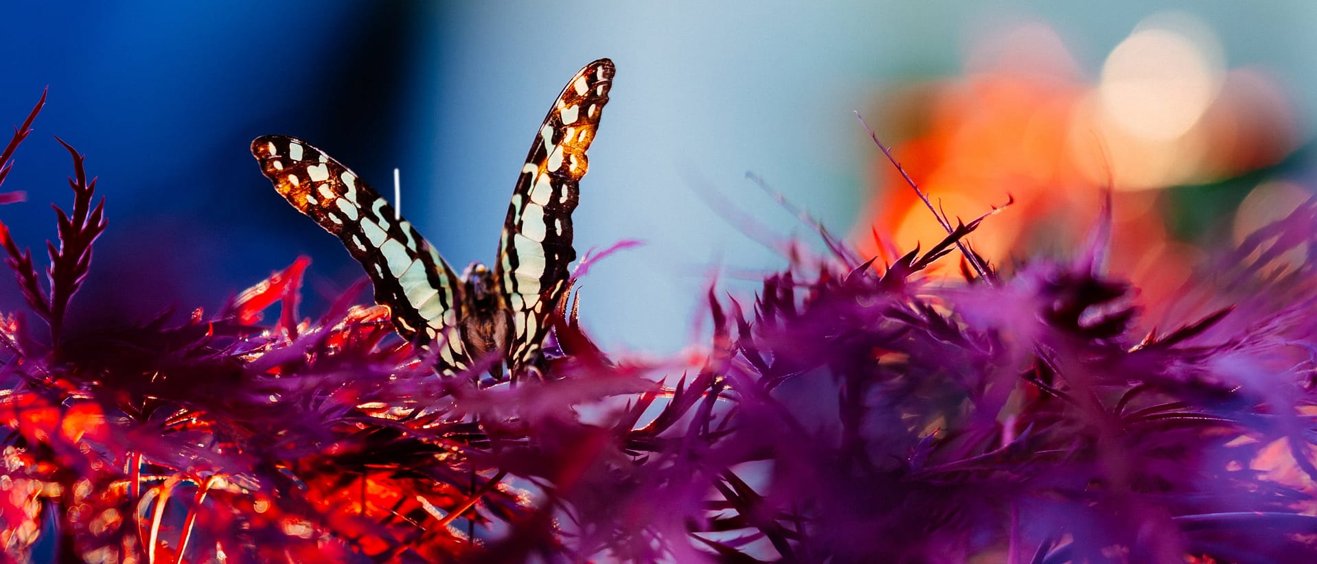 Dabella header- photo of butterfly